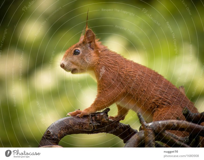 my little friend Animal Wild animal Squirrel 1 Baby animal Sit Esthetic Friendliness Funny Cute Brown Yellow Green Orange Joie de vivre (Vitality)