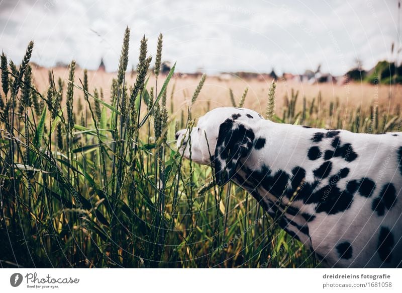 Curiosity. Environment Nature Landscape Horizon Spring Summer Beautiful weather Field Animal Pet Dog 1 Discover Friendliness Uniqueness Natural Happy