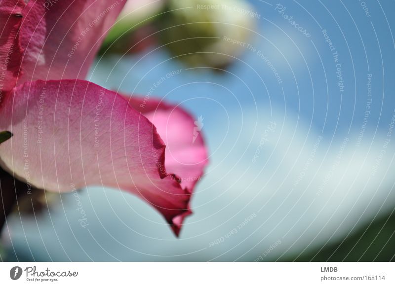 Frayed Romanticism Colour photo Exterior shot Close-up Detail Deserted Copy Space right Day Plant Flower Rose Blossom Blue Pink Romance Beautiful Delicate Sky