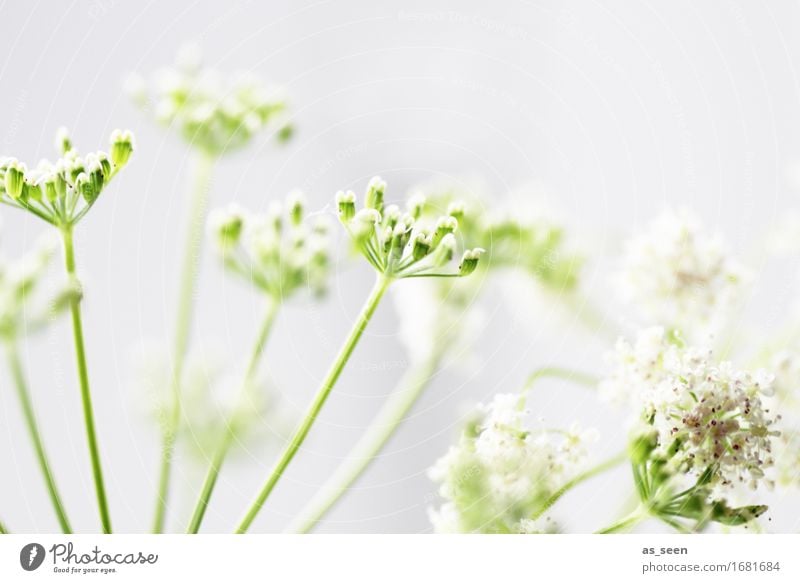 summer starlet Design Harmonious Garden Environment Nature Plant Spring Summer Wild plant Common Yarrow Poison hemlock Umbellifer Field Blossoming Growth Bright