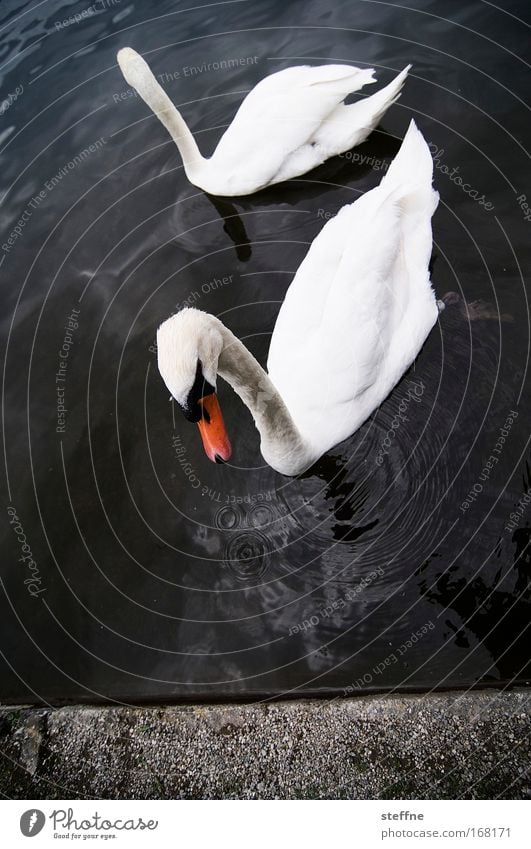 Gesine Swan Subdued colour Exterior shot Copy Space bottom Animal portrait Coast Lakeside River bank Wild animal 2 Pair of animals Esthetic Elegant Beautiful