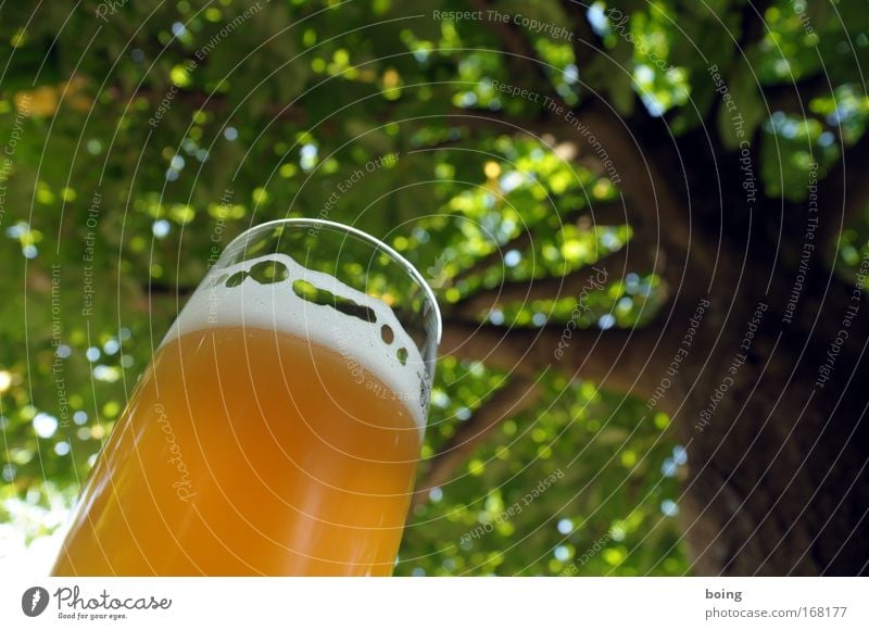 be under the table Sunlight Worm's-eye view Beverage Cold drink Alcoholic drinks Beer Event Nature Spring Summer Beautiful weather Park Terrace Garden