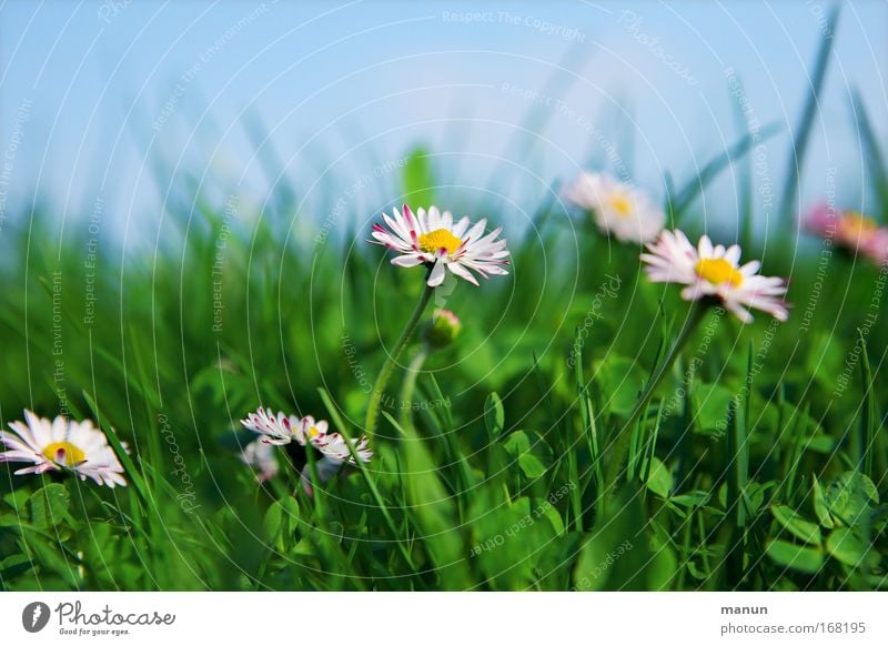 daisies Colour photo Exterior shot Close-up Detail Macro (Extreme close-up) Copy Space left Copy Space top Copy Space bottom Neutral Background Day Sunlight