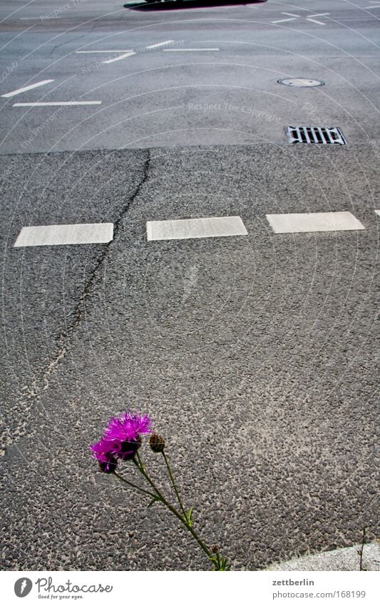 Flower and street Colour photo Exterior shot Deserted Copy Space left Copy Space right Copy Space top Copy Space middle Day Plant Summer Blossom Wild plant