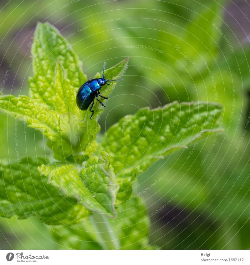 mint leaf beetle Environment Nature Plant Animal Summer Beautiful weather Leaf Foliage plant Agricultural crop Mint Mint leaf Garden Beetle 1 To feed Growth