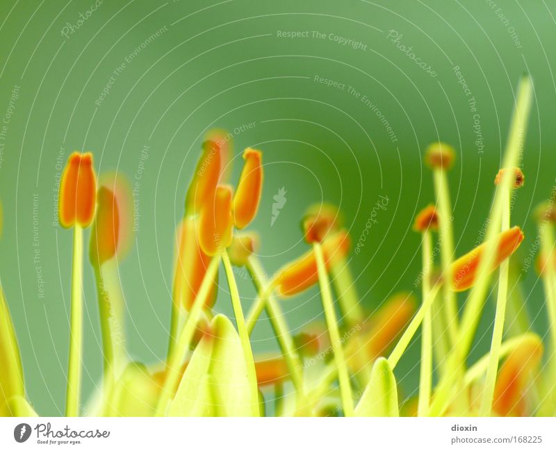 terrestrial life #1 Colour photo Detail Macro (Extreme close-up) Copy Space top Day Blur Shallow depth of field Fragrance Plant Flower Blossom Exotic Park