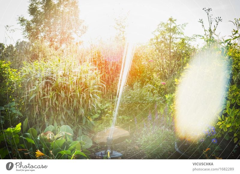 Summer garden irrigation with sprinkler Lifestyle Design Living or residing Garden Nature Landscape Sunrise Sunset Sunlight Spring Beautiful weather Plant Tree