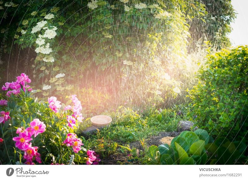 Rain with sunlight in the summer garden Lifestyle Design Summer Garden Nature Landscape Plant Sunrise Sunset Sunlight Spring Beautiful weather Flower Grass