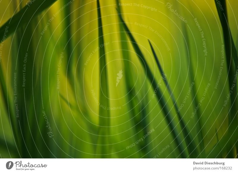 Painting of a meadow Colour photo Close-up Detail Macro (Extreme close-up) Copy Space left Copy Space right Copy Space top Copy Space bottom Copy Space middle