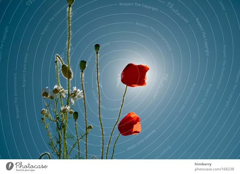 poppy seed light Colour photo Multicoloured Exterior shot Close-up Detail Macro (Extreme close-up) Deserted Copy Space right Copy Space top Copy Space bottom