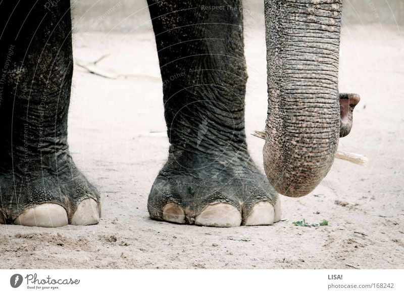 benjamin Colour photo Subdued colour Exterior shot Close-up Detail Deserted Day Animal portrait Nature Landscape Earth Sand Wild animal Zoo Elephant