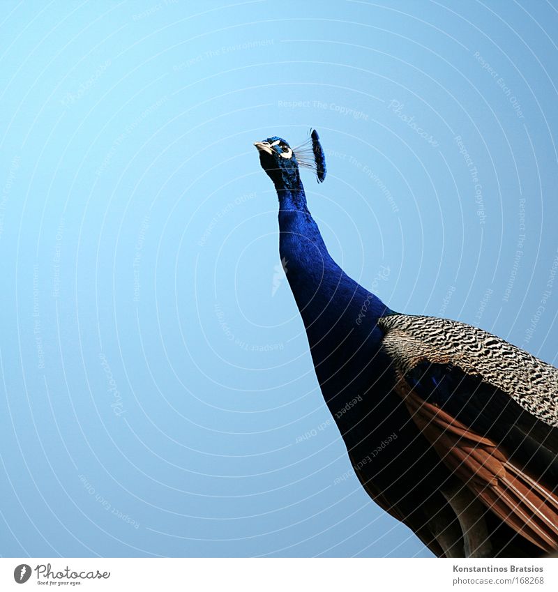 SUPER MODEL Colour photo Exterior shot Deserted Copy Space left Copy Space top Copy Space bottom Isolated Image Neutral Background Day Worm's-eye view Animal