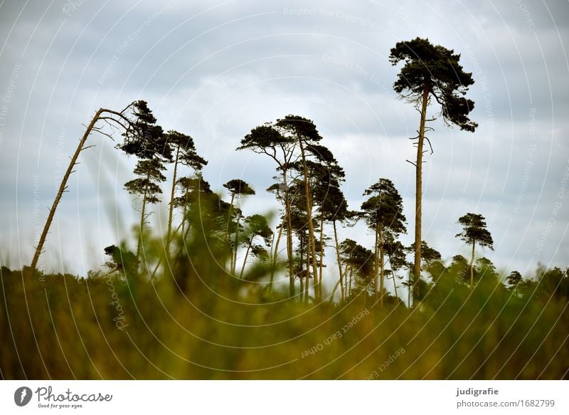 western beach Environment Nature Landscape Plant Sky Clouds Climate Weather Wind Tree Forest Coast Baltic Sea Fischland-Darss-Zingst Western Beach Cold Natural