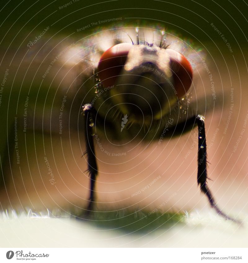 Fly II Colour photo Exterior shot Macro (Extreme close-up) Day Shallow depth of field Central perspective Looking into the camera Nature Animal Animal face 1