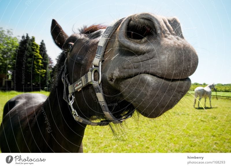 horse kiss Colour photo Multicoloured Exterior shot Close-up Detail Copy Space right Copy Space bottom Day Contrast Deep depth of field Wide angle