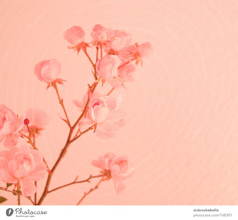 soft pink Colour photo Subdued colour Deserted Copy Space right Neutral Background Artificial light Plant Rose Blossom Trust Romance To console Pink Flower