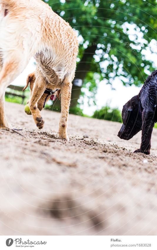 playing time Playing Nature Earth Sand Park Animal Dog 2 Pair of animals Baby animal Cute Wild Brown Yellow Green Ball Walk the dog Labrador Paw Pelt