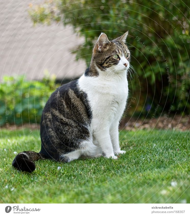 mini Colour photo Exterior shot Deserted Day Animal Pet Cat 1 Sit Happiness Happy