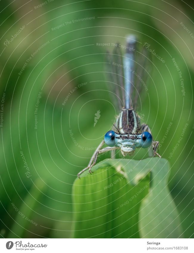 Eyes...(glances) Environment Nature Landscape Plant Animal Flower Leaf Garden Park Meadow Field Forest Lakeside River bank Wild animal Fly Animal face Wing 1