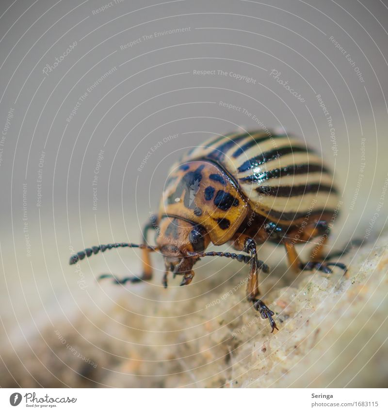 potato beetle Animal Wild animal Beetle Animal face Wing 1 Crawl Colorado beetle Colour photo Multicoloured Exterior shot Close-up Detail