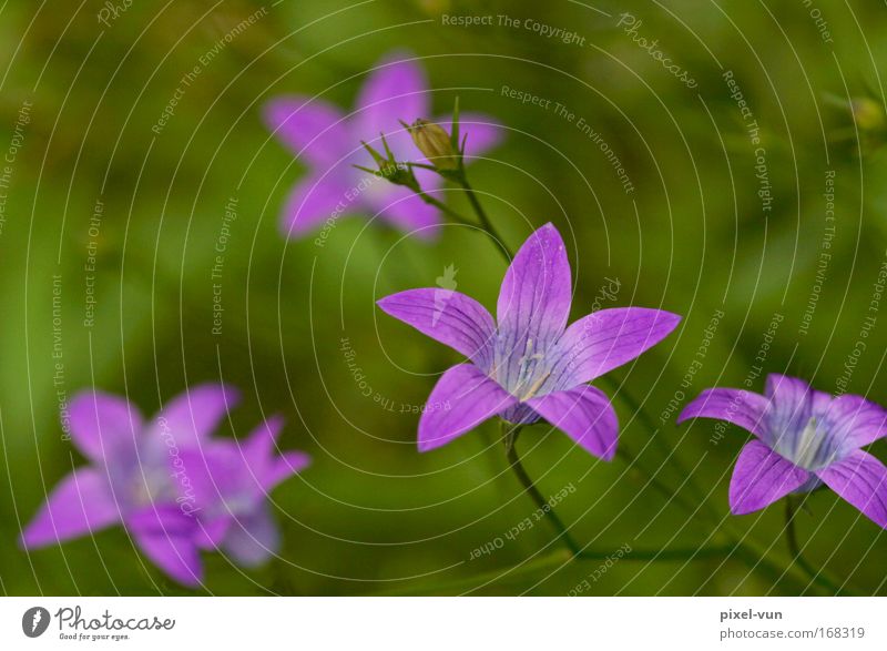 meadow bell Colour photo Multicoloured Exterior shot Close-up Detail Macro (Extreme close-up) Deserted Copy Space left Copy Space right Neutral Background Day