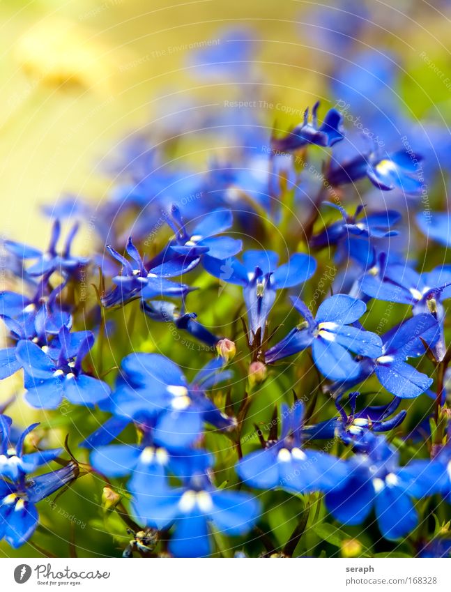 Small Flowers pretty botanical Pollen bud blur Herb garden Meadow blossom flowering blooming flower Decoration Close-up nectar petal softly botany flora floral