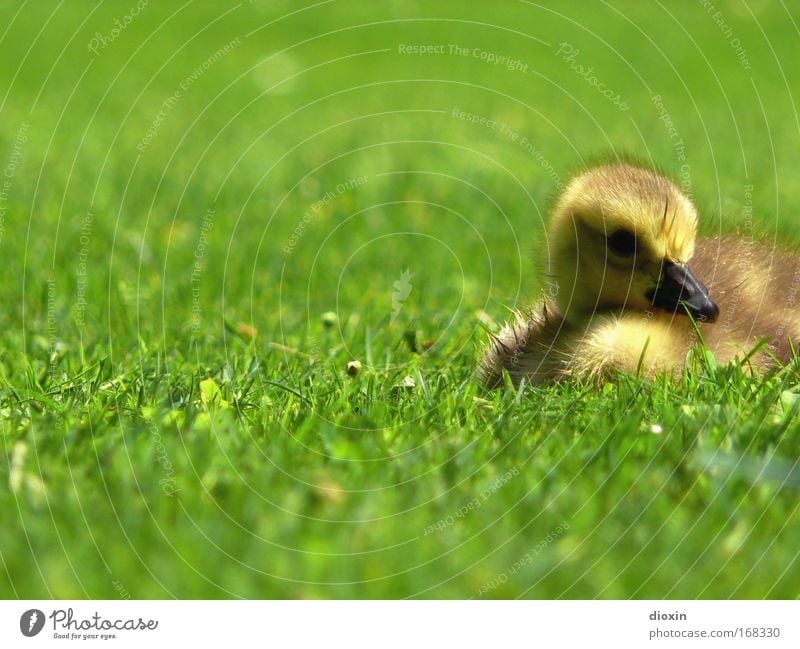 Junior Vol.1 Colour photo Exterior shot Copy Space left Copy Space top Copy Space bottom Shallow depth of field Animal portrait Looking Looking into the camera