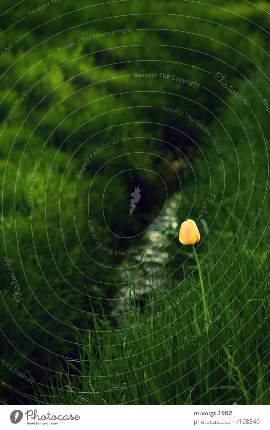 Single Colour photo Copy Space top Contrast Deep depth of field Nature Plant Water Spring Flower Grass Tulip Meadow Brook Esthetic Elegant Yellow Green