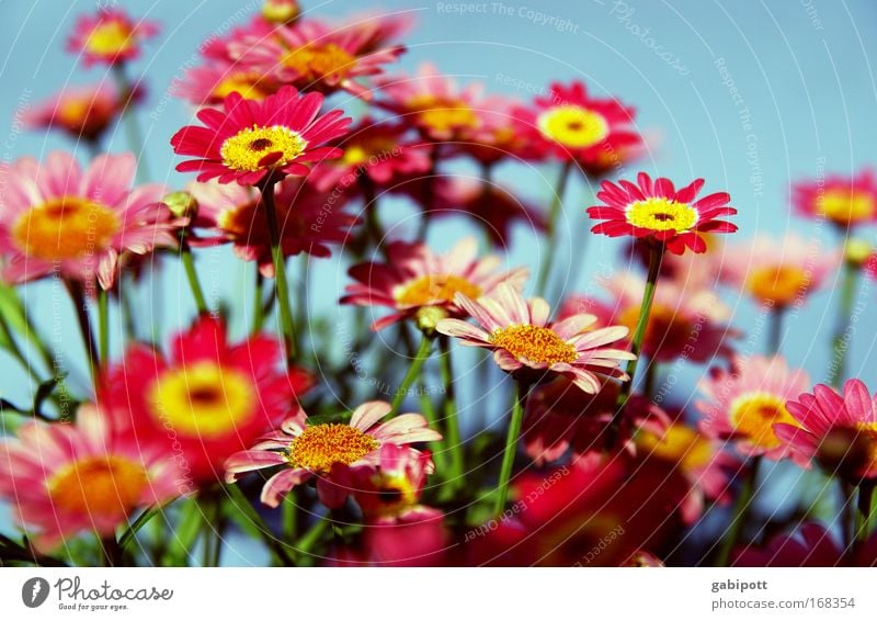 a bouquet of colourful Plant Beautiful weather Flower Blossom Daisy Park Meadow Exceptional Fragrance Exotic Friendliness Happiness Happy Kitsch Funny Positive