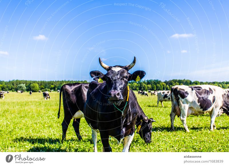 cows Animal Cow Herd Love of animals Diligent Mecklenburg-Western Pomerania Germany Colour photo Exterior shot Deserted Day Deep depth of field Animal portrait