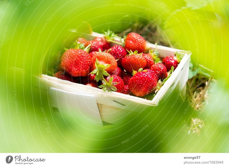 Freshly harvested II Food Fruit Strawberry Vegetarian diet Healthy Delicious Juicy Sweet Green Red White Basket Summer Harvest Leaf Leaf canopy Plantation Field