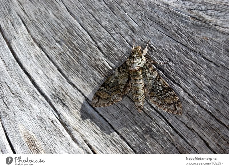 Enjoy the sun Butterfly Tree trunk Haiti Beach Camouflage Wing