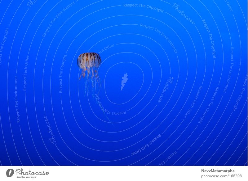 Schwibbel - Schwabbel Jellyfish Blue Ocean Pierce Loneliness Swimming & Bathing