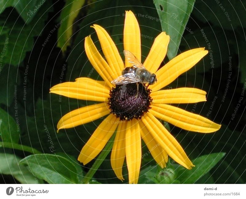 Flower & Bee Animal Insect Switzerland Summer Spring Yellow Nature