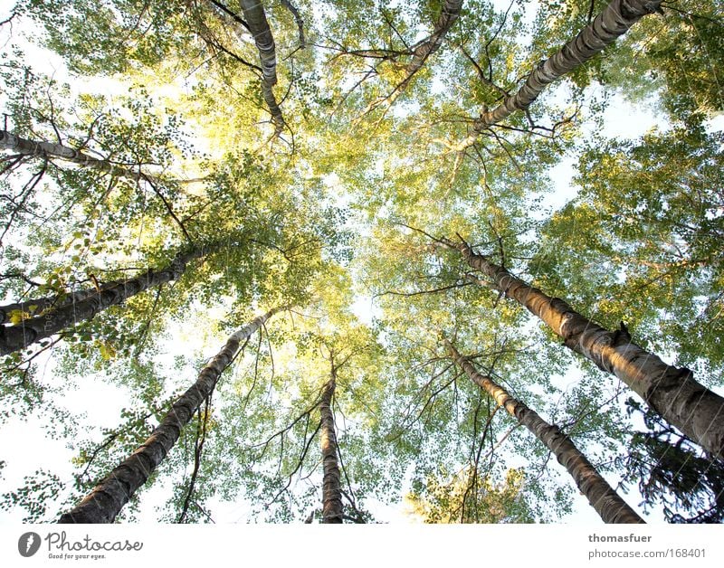 allure Colour photo Exterior shot Deserted Day Light Shadow Sunlight Deep depth of field Worm's-eye view Spring Tree Forest Glittering Bright Tall Above Brown