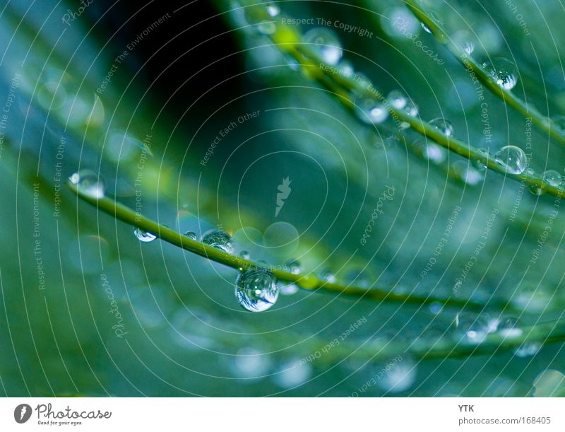 The heaviness of the rain Colour photo Subdued colour Exterior shot Detail Copy Space top Copy Space bottom Evening Twilight Light Shadow Contrast Silhouette