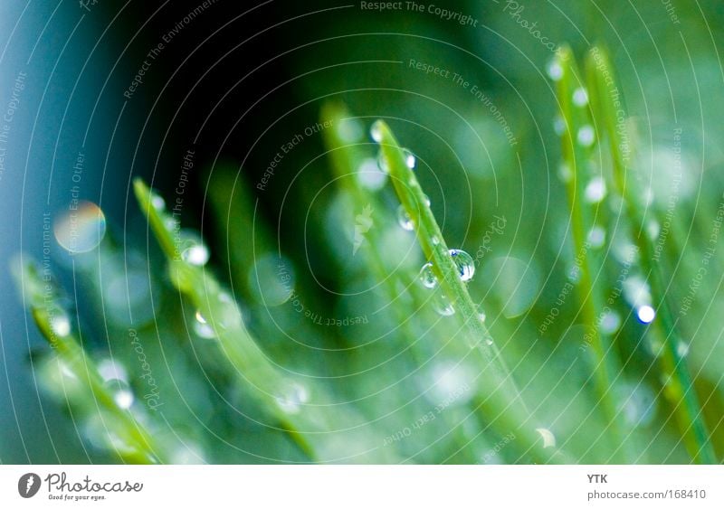 The scent of rain Colour photo Exterior shot Detail Deserted Copy Space right Copy Space top Day Contrast Reflection Blur Shallow depth of field Environment