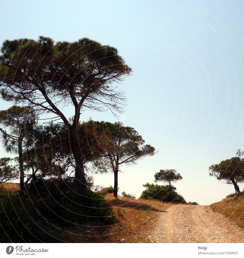 the way... Colour photo Subdued colour Exterior shot Deserted Copy Space right Copy Space top Day Light Shadow Silhouette Sunlight Central perspective