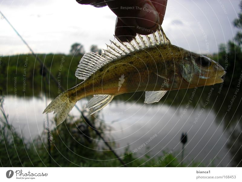 perch Colour photo Exterior shot Twilight Animal portrait Fish Catch Hunting Dive Glittering Wet Slimy Speed Enthusiasm Patient Endurance Nature Day