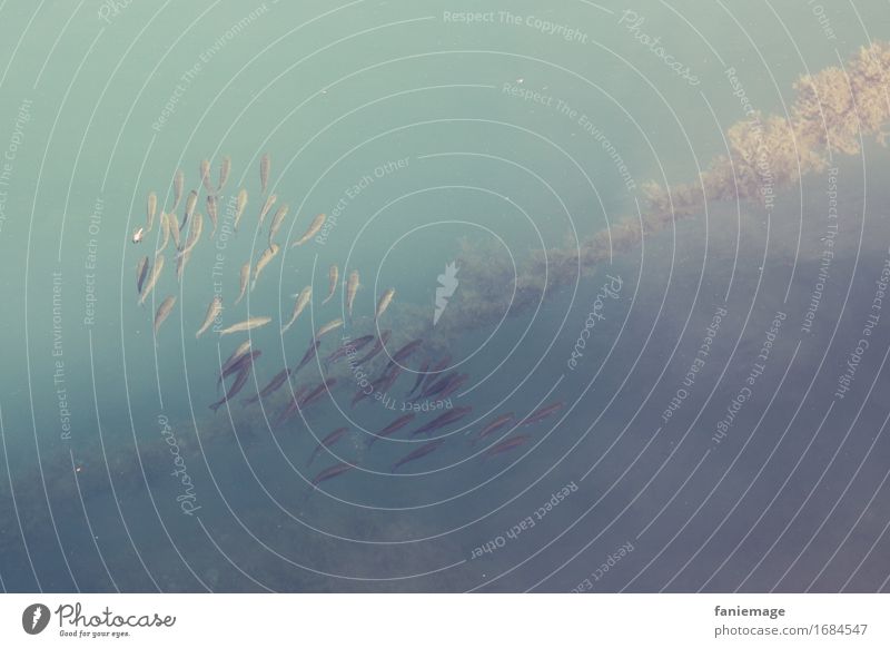 poissons Environment Nature Water Summer Ocean Animal Fish Group of animals Swimming & Bathing Harbour Anchor Algae Shoal of fish Flock Shadow play Bright Dark