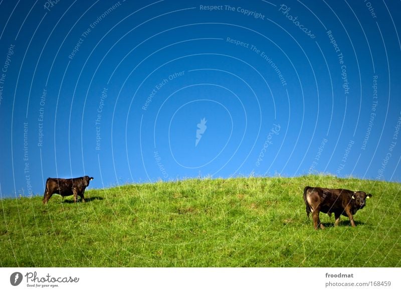 alpe cows Colour photo Multicoloured Exterior shot Copy Space top Day Sunlight Full-length Front view Looking into the camera Nature Landscape Summer