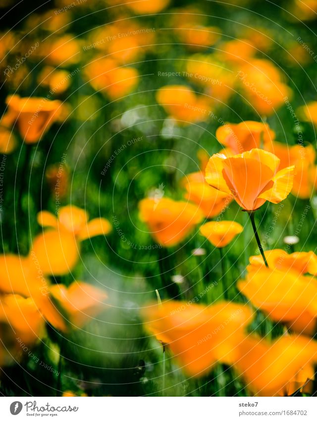 bloomed Flower Blossom poppy Meadow Blossoming Fragrance Fresh Beautiful Kitsch Green Orange Flower field Exterior shot Deserted Copy Space left Copy Space top