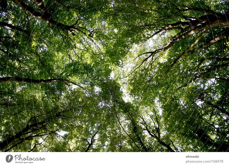 summer forest Colour photo Day Environment Nature Landscape Plant Tree Forest Natural Green Leaf Branch Tree trunk