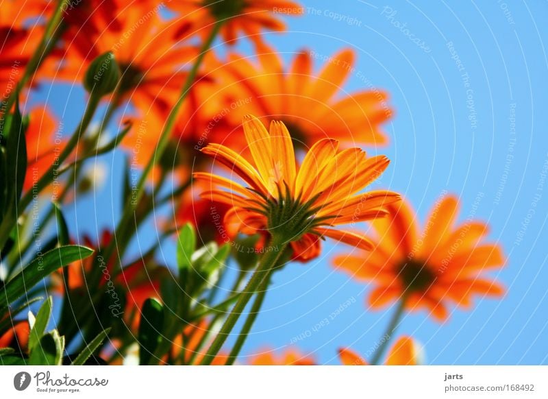 sunday Colour photo Exterior shot Close-up Copy Space right Copy Space top Neutral Background Day Sunlight Shallow depth of field Worm's-eye view Plant Sky