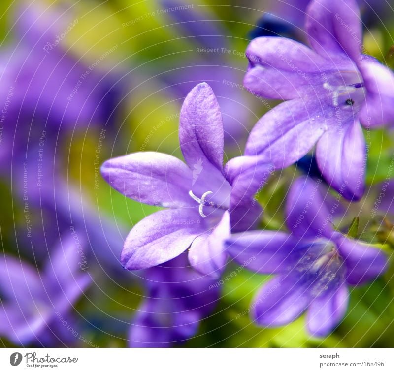 Violett jump pretty botanical pollen bud Blur Herb garden Herb meadow blossom flowering blooming flower decorative detail Nectar plant softly Botany flora