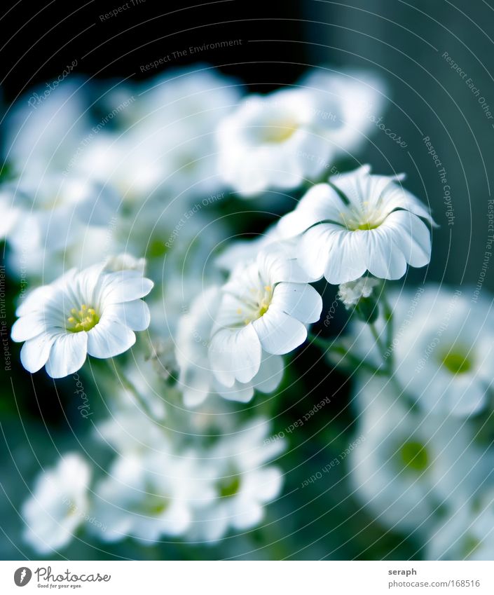 White Blossoms pretty botanical Pollen Bud Blur Herb garden Herb meadow Blossoming blooming flower Decoration Nectar Botany flora plant nature valentine