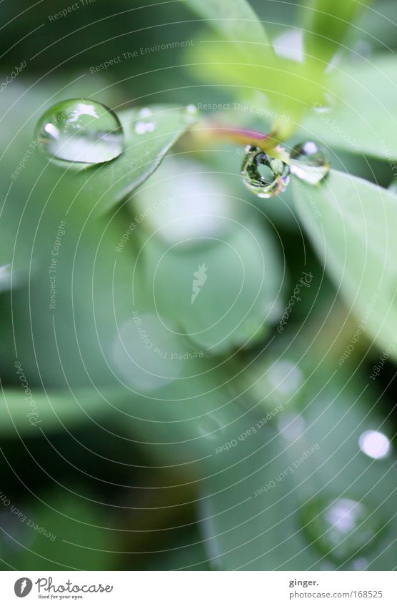 Little treasures Nature Plant Spring Bushes Leaf Foliage plant Green Rain Water Drops of water Transparent Glittering Reflection Deserted Blur Colour photo