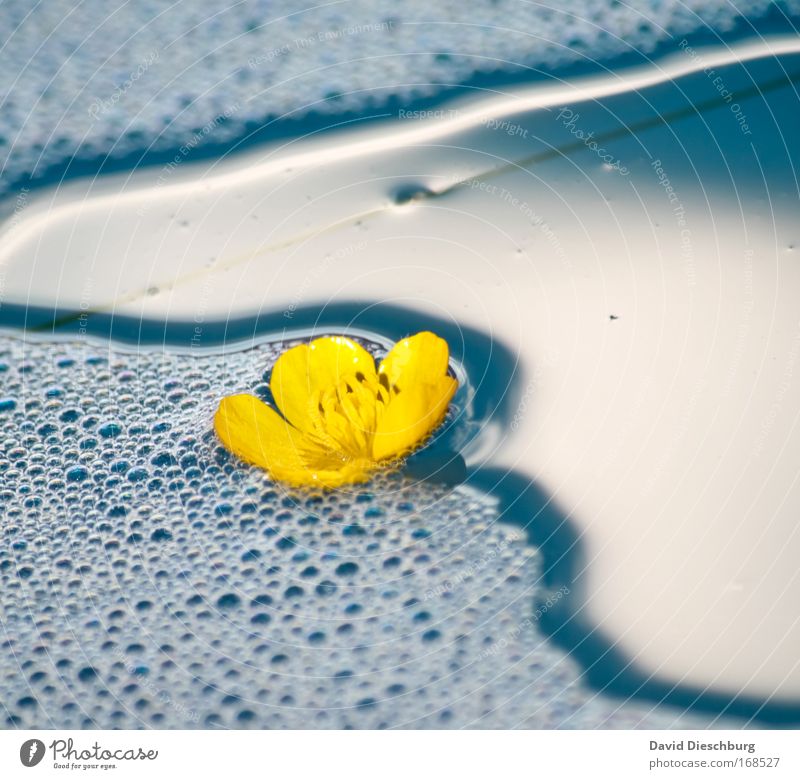 Swimming a round Colour photo Exterior shot Detail Day Shadow Contrast Sunlight Environment Nature Plant Water Summer Flower Blossom Pond Lake Blue Yellow Wet