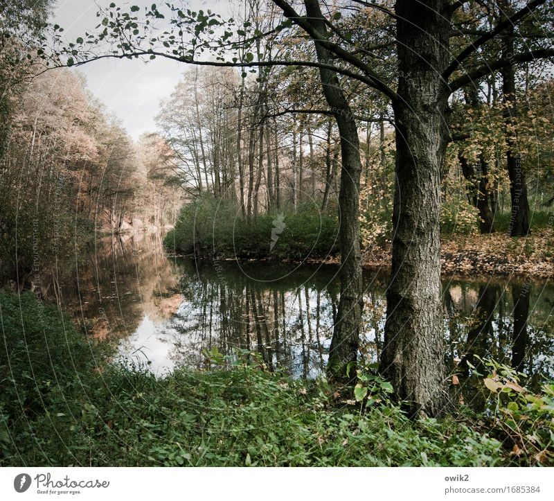 Quietly there Environment Nature Landscape Sky Tree Bushes Leaf Wild plant River bank Spree Relaxation Stand Growth Calm Idyll Tree trunk Wood Tree bark Flow