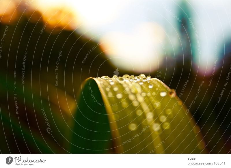 colour photograph Multicoloured Exterior shot Detail Abstract Life Environment Nature Landscape Plant Drops of water Grass Leaf Foliage plant Wild plant Park